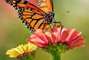 Picture of a butterfly on a flower.