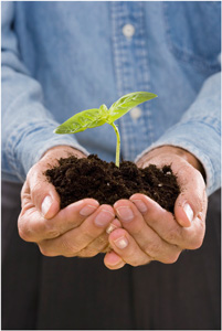 Picture of a person holding dirt and a plant in their hands.
