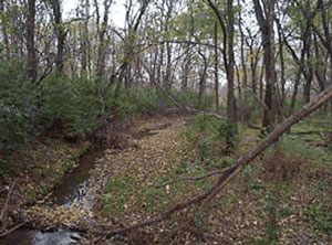 Picture of a creek running through the woods.